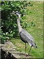 Heron at the northern end of Kelsey Park