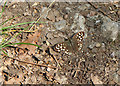 Speckled Wood Butterfly