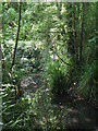 The Beck at the northern end of Kelsey Park (4)