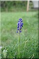 Grape Hyacinth