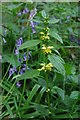 Yellow Archangel