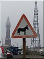 Donkey Danger at Blackpool