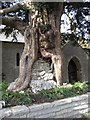 ST4050 : "Built-up" tree, Chapel Allerton churchyard by John Lord