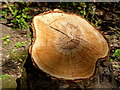 Example of chopped trees by the Stockley trail