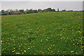 Farmland at Radford