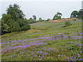 A bluebell slope