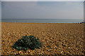 TQ8913 : Sea Kale, Pett Beach by Christopher Hilton