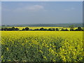 Fields south of West Dean