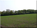 TM3463 : Fields next to the footpath to Glemham Road by Geographer