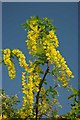 Laburnum On Footpath 46