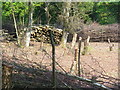 "Dead Hedge" at Holmwood