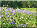 Bluebells on Holmwood Common