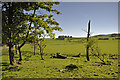 Hill pasture north of Whitehill farm