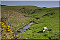 Slateford burn at the Whitehill farm roadend