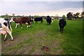 Cattle on the footpath