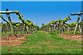 Three Choirs vineyard