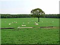 Field near Whingate Farm