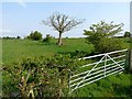 Field near Hilltop Farm