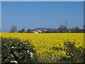 Oil seed rape at Sowerby under Cotcliffe