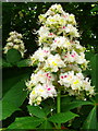 Horse Chestnut Candle, Bishopstone