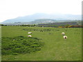 Sheep in pasture near Clonvaraghan