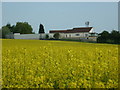 A rape field north of Ferrybridge Services