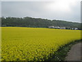 Rape  Field  at  Barnburgh  Grange