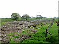 NY5171 : Cleared woodland near Whitegate Cottage by Oliver Dixon
