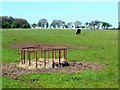 Grazing at Laigh Carnduff