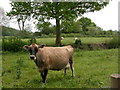 Middlemarsh, cows