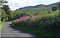 Country road near Callaly (2)