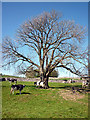 SD4988 : Tree at Berry Holme by Karl and Ali