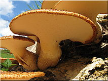 NT2470 : Fungus fly's view of a Shaggy Dryad's Saddle by M J Richardson