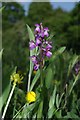 Anacamptis morio in Horndon Meadow