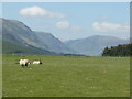 Sheep on pasture near Rottal