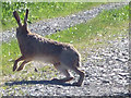 SD4789 : A hare near Brigsteer (2) by Karl and Ali