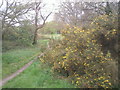 Gorse on Barnes Common