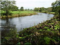 The River Ribble at Sawley