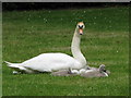 Swan with cygnets in Kelsey park