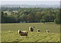 SK9339 : Sheep grazing above Belton Park by Simon Mortimer