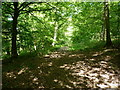 Footpath through Cockshut Rough