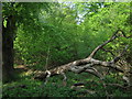 TQ6438 : Fallen tree in Little Sandhurst Wood by David Anstiss