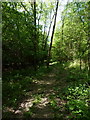 Footpath through Rabbit Warren Plantation