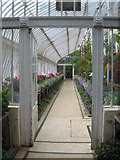 J3372 : Inside the Palm House in the Botanic Gardens by Rod Allday