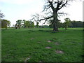 SJ4312 : Parkland on Onslow Park, Bicton, near Shrewsbury by Jeremy Bolwell