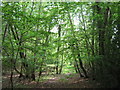 Footpath past Sluice Wood