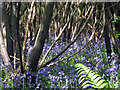 Bluebells at Great Piper Wood