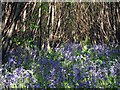 Bluebells at Great Piper Wood