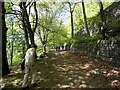 Path through Eaves Wood