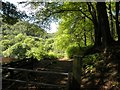 Footpath through Eaves Wood